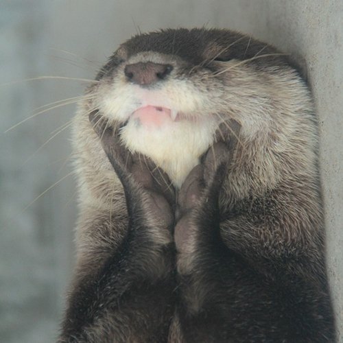tom